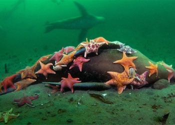 photographer captures impressive photo of hundreds of stars gathering to eat sea lion meat 121310