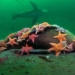 photographer captures impressive photo of hundreds of stars gathering to eat sea lion meat 121310