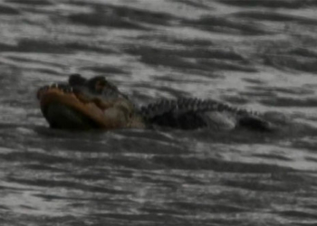 photographer takes a photo of a crocodile surviving after losing half of its jaw 120732