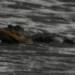 photographer takes a photo of a crocodile surviving after losing half of its jaw 120732