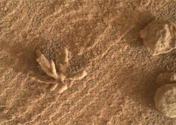 photographing the flowers on mars 119068