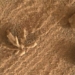 photographing the flowers on mars 119068
