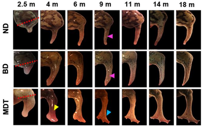 The process of frogs regrowing legs after 18 months.