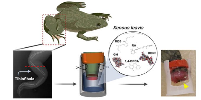 Simulation of the method to stimulate frogs to regrow legs.