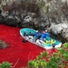 pig fish are being massacred dyed red by seawater 122736