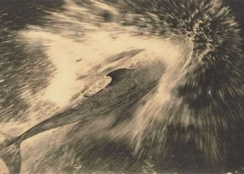 pig fish guide boat through new zealand strait in 24 years 118682