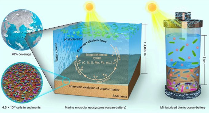 Simulation of marine microbial ecosystem (left) and biosensor (right).