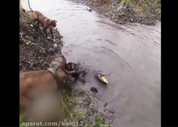 pitbull fight this fire with alligator and the unexpected outcome 118890
