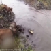 pitbull fight this fire with alligator and the unexpected outcome 118890