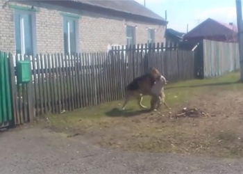 pitbull fighting this dog with german shepherd and the unbelievable ending 118465