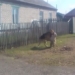 pitbull fighting this dog with german shepherd and the unbelievable ending 118465