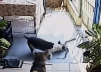 pitbull hung hang to fight snake and the unexpected ending 118310