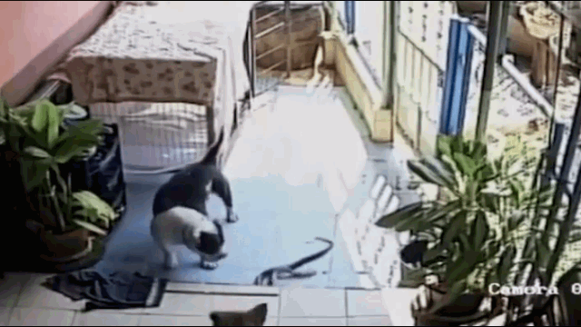 Upon spotting the snake, the Pitbull charged to attack.