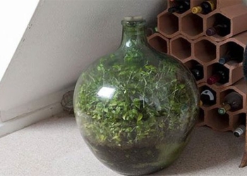 planting trees in glass terrarium 44303