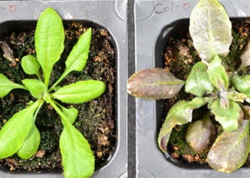 plants specializing in producing emergency pain relief medicines 122059