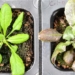 plants specializing in producing emergency pain relief medicines 122059