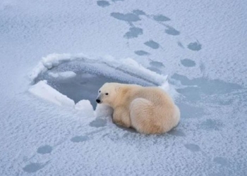 polar bear could exist in the south pole 116986