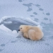 polar bear could exist in the south pole 116986