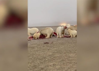 polar bear hungry ugly ugly whale 123437