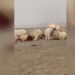 polar bear hungry ugly ugly whale 123437