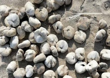 potatoes are on the sea bong dung dong day anyone is really surprised 118897