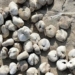 potatoes are on the sea bong dung dong day anyone is really surprised 118897