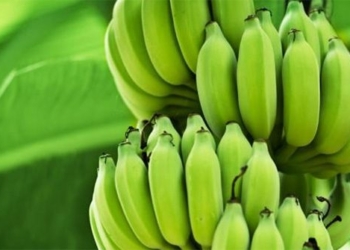 powder in green bananas helps reduce over 50 cancer cells in humans 122138