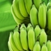 powder in green bananas helps reduce over 50 cancer cells in humans 122138