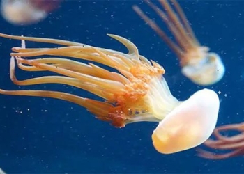 predecessor of modern organisms had a body plan 600 million years ago 119257