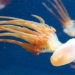 predecessor of modern organisms had a body plan 600 million years ago 119257