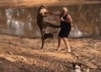 protecting the civilian man attacked by kangaroo 122141