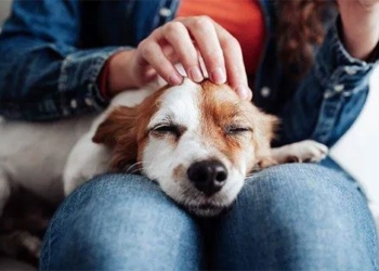 providing a puppy has healing effects for the brain 123543