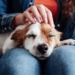 providing a puppy has healing effects for the brain 123543