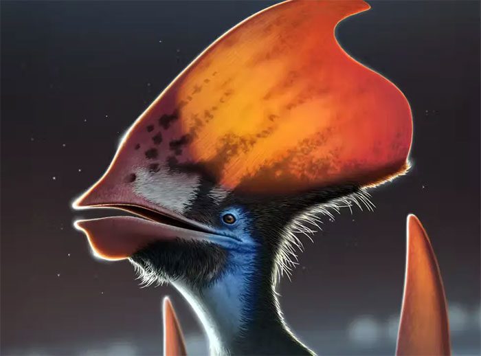 Pterosaurs lived alongside dinosaurs during the Triassic, Jurassic, and Cretaceous periods