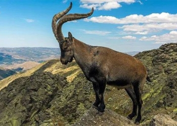 pyrenean ibex animal first and only in the world extinct twice 123253