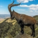 pyrenean ibex animal first and only in the world extinct twice 123253