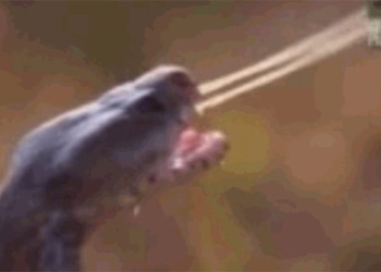 python snake spits poison into lion face terrifying escape 119124