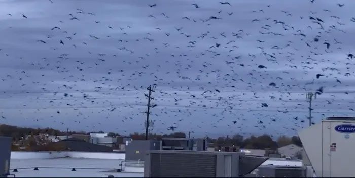 Crows causing trouble for local residents