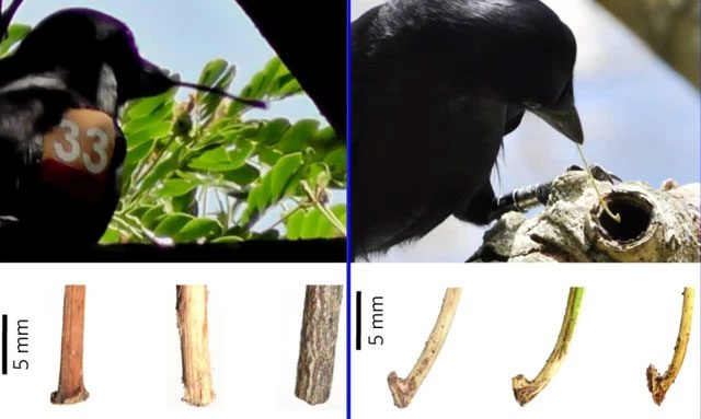Crows can find ways to use tools for their own purposes.