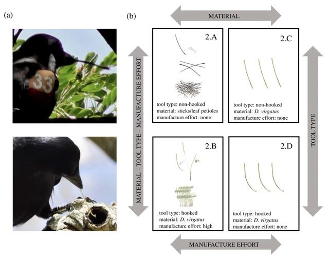 Crows will exhibit behavior to safeguard their tools when using hooked twigs.