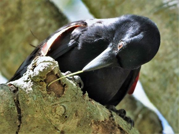 Crows can prioritize the value of the tools they use.