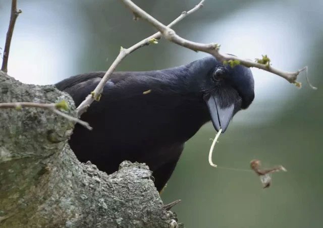 New Caledonian Crow