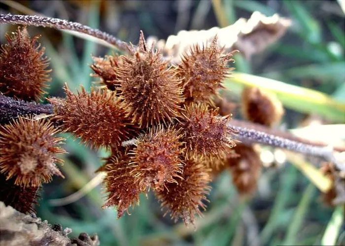 Burdock fruit with thorns