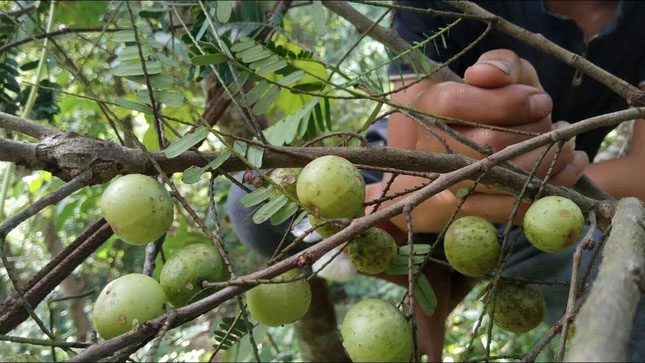 Wild tamarind has many health benefits.