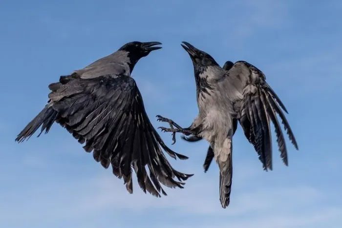 American town uses lasers to chase away 1,000 crows