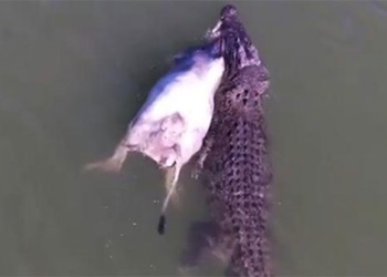 quick attack crocodile quickly turned into lunch 118761