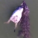 quick attack crocodile quickly turned into lunch 118761