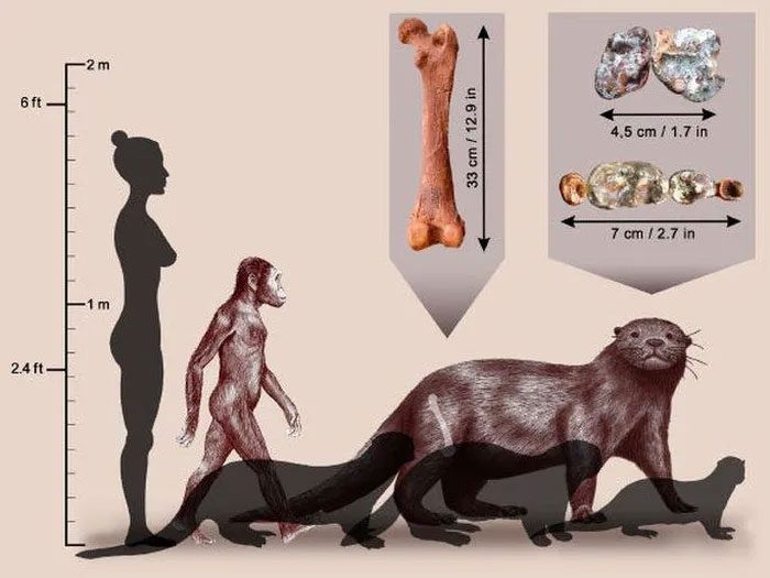 Portrait of the "monster" otter and Australopithecus
