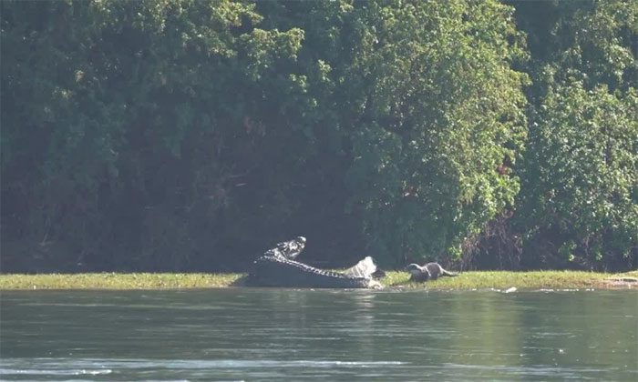 Otter biting crocodile's tail