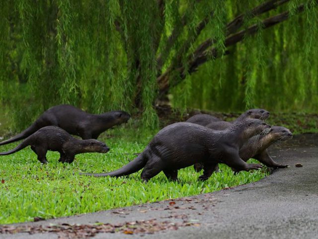 Otters at Gardens by the Bay (Singapore)